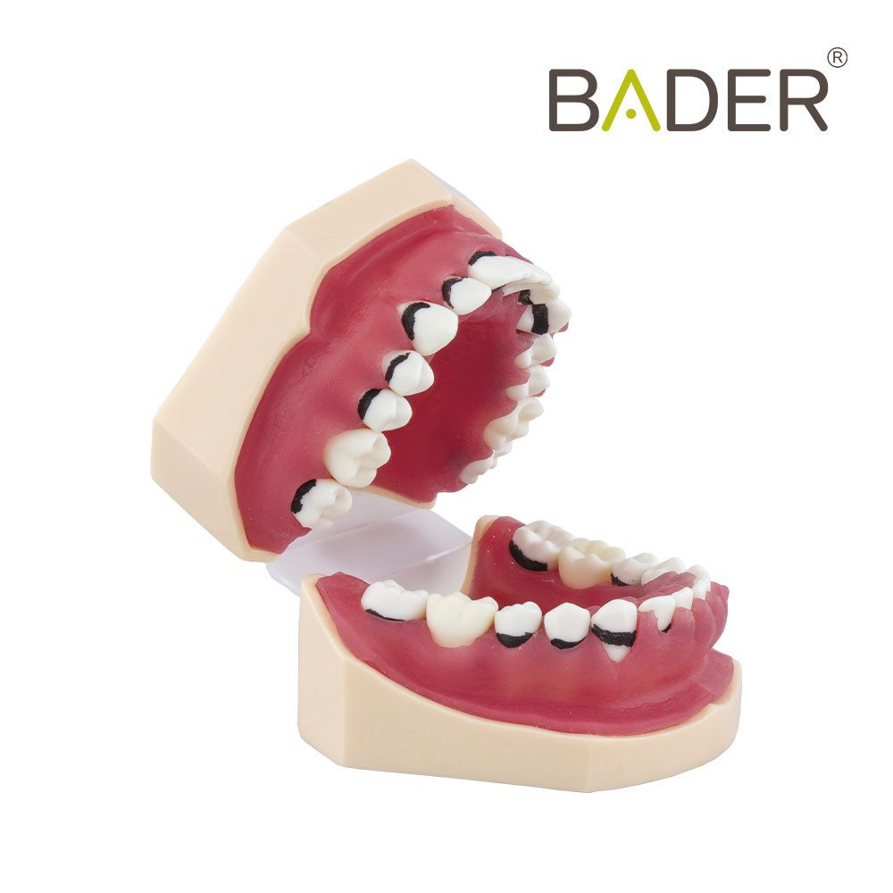 MODELO DE PERIODONCIA COMPLETO