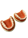 TIPODONTO CLONICO NISSIN ADULTO SIN ARTICULADOR