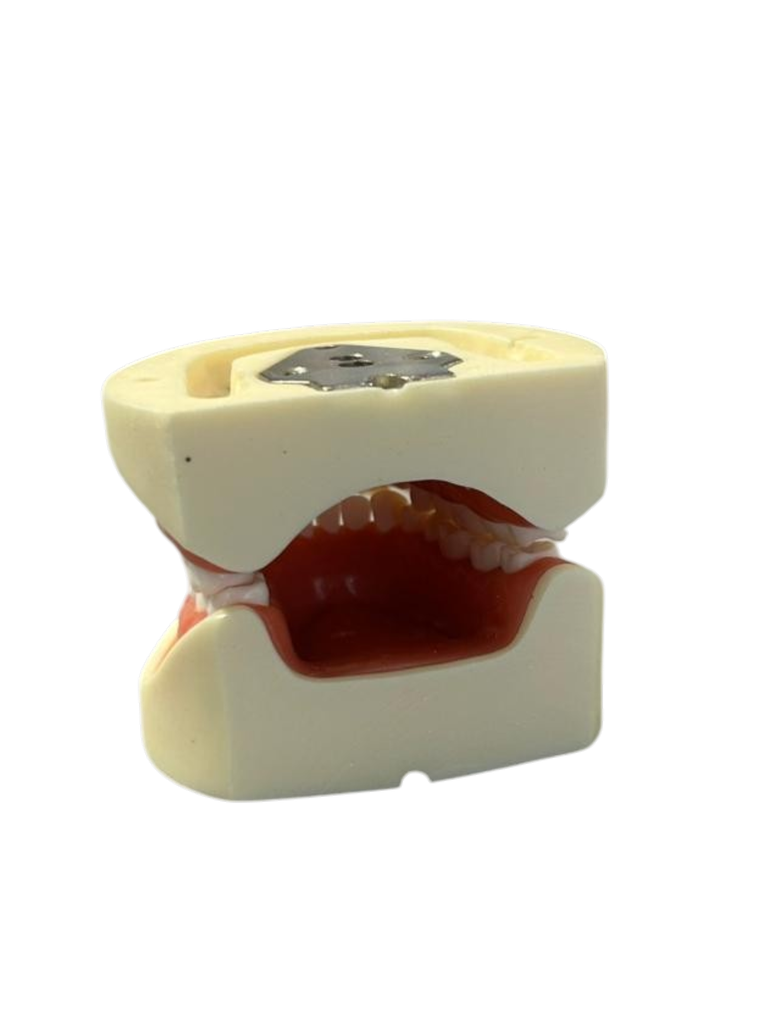 TIPODONTO CLONICO NISSIN ADULTO SIN ARTICULADOR