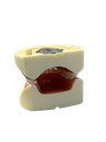 TIPODONTO CLONICO NISSIN ADULTO SIN ARTICULADOR