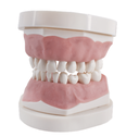 TIPODONTO CLÓNICO FRASACO AK-6 PEDIATRICO CON PLACA BASE