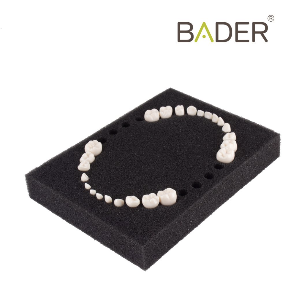 SET DE 28 DIENTES PARA TIPODONTO CLÓNICO KAVO ADULTO