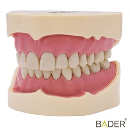 TIPODONTO CLONICO FRASACO 28 DIENTES - ANA-4